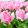 Tulipa Sweet Sixteen - Tulipán ®