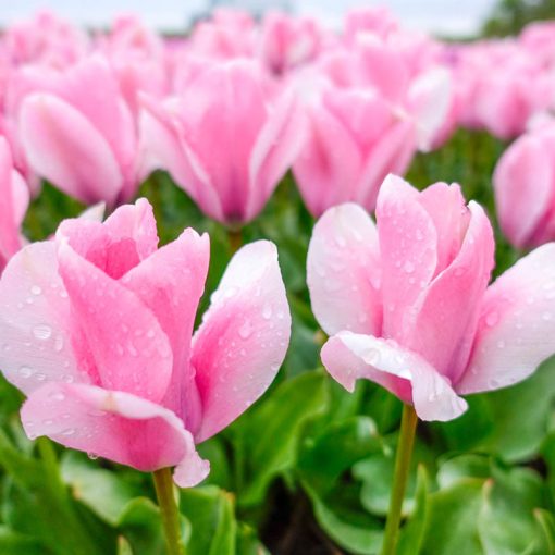Tulipa Sweet Sixteen - Tulipán ®