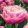 Tulipa Amazing Grace - Tulipán ®