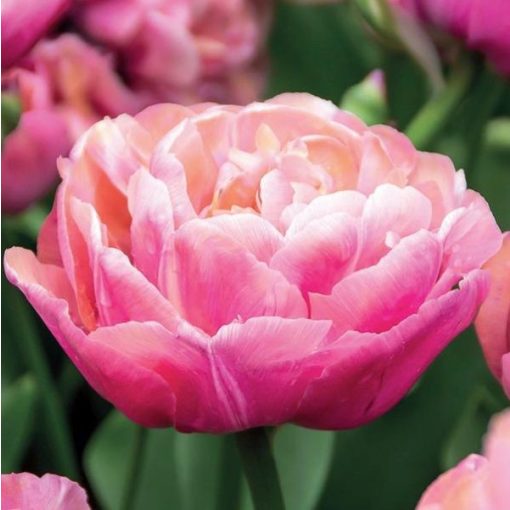 Tulipa Amazing Grace - Tulipán ®