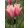 Tulipa Sanne - Tulipán