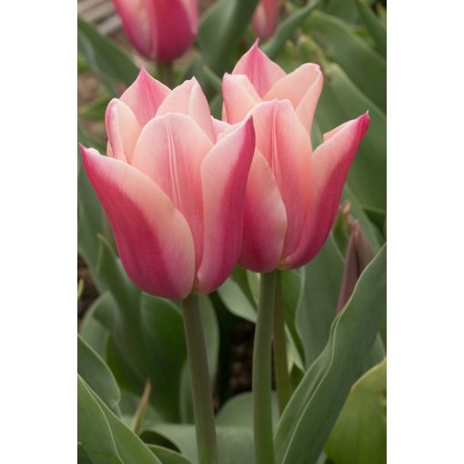 Tulipa Sanne - Tulipán