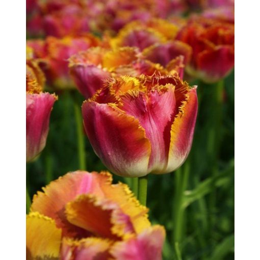 Tulipa Sunset Miami - Tulipán ®