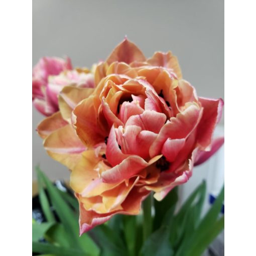 Tulipa Verona Sunrise - Tulipán
