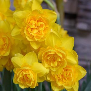 Narcissus Heamoor - Nárcisz