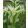 Tulipa Greenstar - Tulipán ®