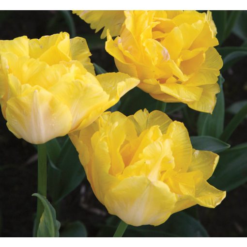 Tulipa Marie Jo - Tulipán ®
