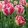 Tulipa Double Blizz - Tulipán