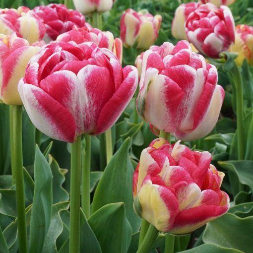 Tulipa Double Blizz - Tulipán