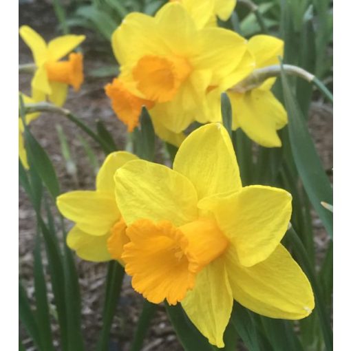 Narcissus Classic Garden - Nárcisz