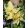 Narcissus Exotic Mystery - Nárcisz
