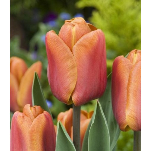 Tulipa Brown Sugar - Tulipán