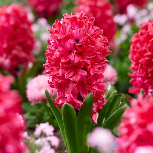 Hyacinthus Red Glory - Jácint