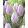 Tulipa Silver Cloud - Tulipán