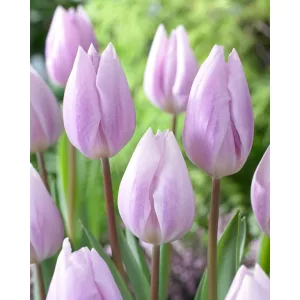 Tulipa Silver Cloud - Tulipán