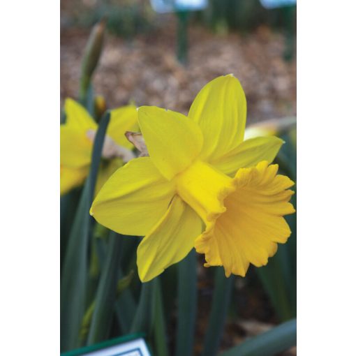 Narcissus Marieke - Nárcisz