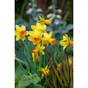 Narcissus Brackenhurst - Nárcisz