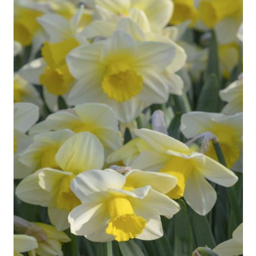 Narcissus Merels Favourite - Nárcisz