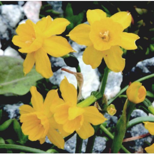 Narcissus willkommi