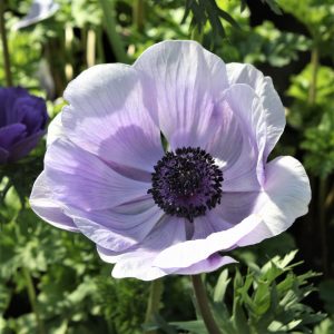 Anemone coronaria Mistral Azzurro - Koronás szellőrózsa