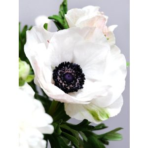   Anemone coronaria Mistral Bianco Centro Nero - Koronás szellőrózsa