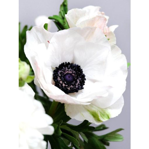 Anemone coronaria Mistral Bianco Centro Nero - Koronás szellőrózsa