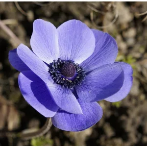 Anemone coronaria Mistral Blue - Koronás szellőrózsa