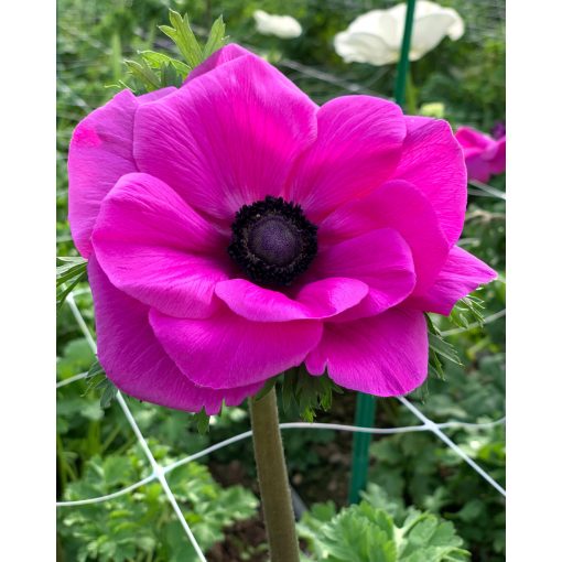 Anemone coronaria Mistral Fuchsia - Koronás szellőrózsa