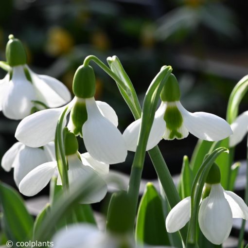 Galanthus elwesii Beluga - Hóvirág