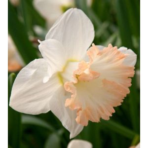 Narcissus British Gamble - Nárcisz