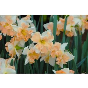 Narcissus Apple Pie - Nárcisz