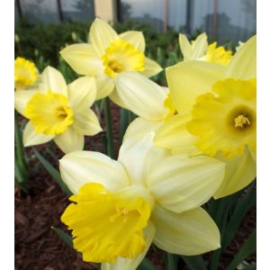 Narcissus Pistachio - Nárcisz