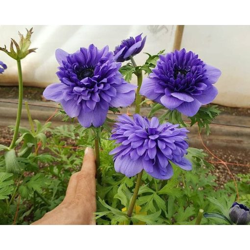 Anemone coronaria Fullstar Blue - Koronás szellőrózsa