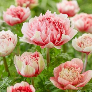   Anemone coronaria Fullstar Red&White - Koronás szellőrózsa