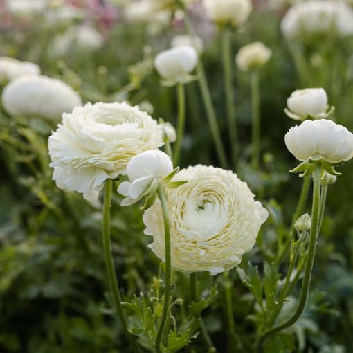 Ranunculus asiaticus Elegance Crema - Ázsiai boglárka