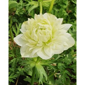 Anemone coronaria Fullstar Albino - Koronás szellőrózsa