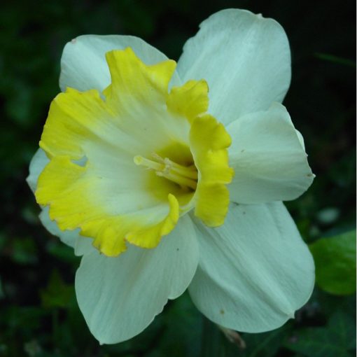 Narcissus Sweet Harmony - Nárcisz