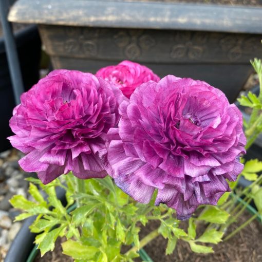 Ranunculus asiaticus Elegance Malva - Ázsiai boglárka