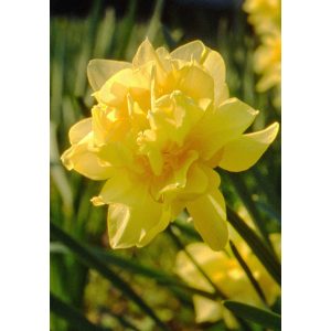 Narcissus Butter & Eggs - Nárcisz