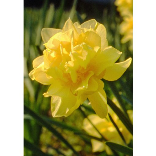 Narcissus Butter & Eggs - Nárcisz