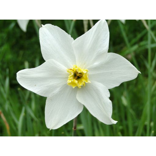 Narcissus White Lady - Nárcisz