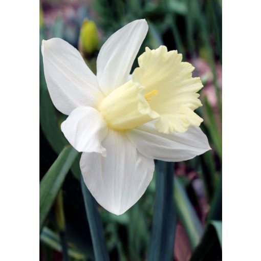 Narcissus Broughshane - Nárcisz