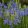 Camassia leichtlinii Blue Donau - Prérigyertya