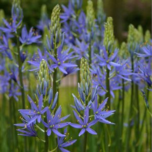 Camassia leichtlinii Blue Donau - Prérigyertya
