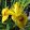 Iris pseudacorus Roy Davidson