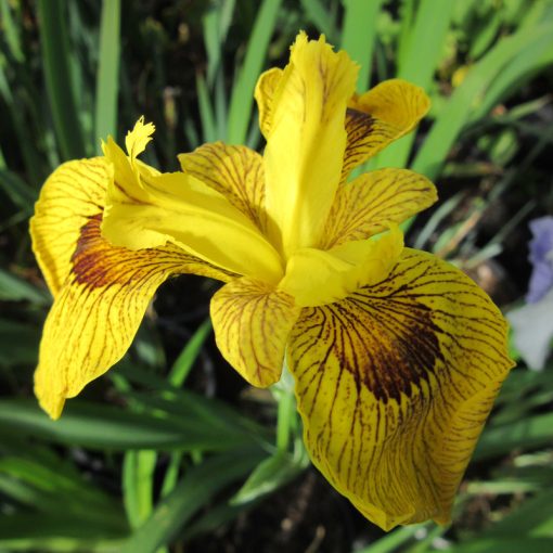 Iris pseudacorus Roy Davidson