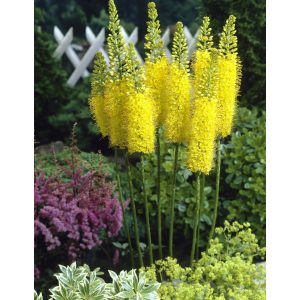 Eremurus Moneymaker - Korbácsliliom