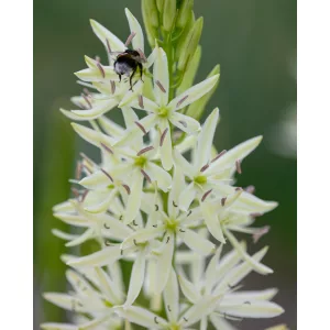 Camassia leichtlinii Silk River - Prérigyertya