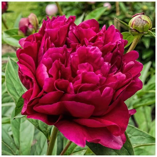 Paeonia Adolphe Rousseau - Bazsarózsa