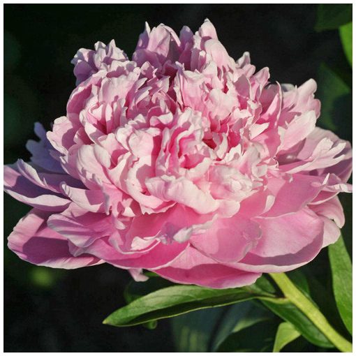 Paeonia Gilbert Bartelot - Bazsarózsa